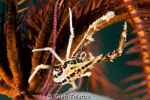 Crinoid squat lobster by Gleb Tolstov 